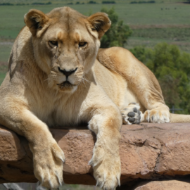 Die Löwin Jazz in LIONSROCK