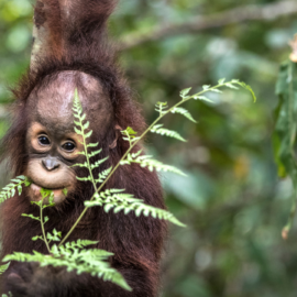 Orang-utan Baby Kartini