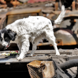 Hund auf einem Panzer in Bucha, Ukraine